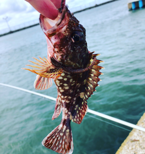 カサゴの釣果