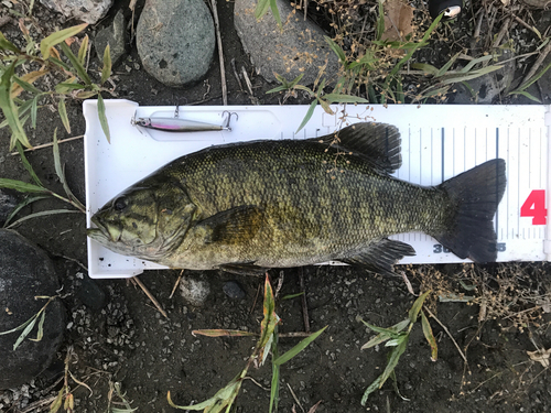 スモールマウスバスの釣果