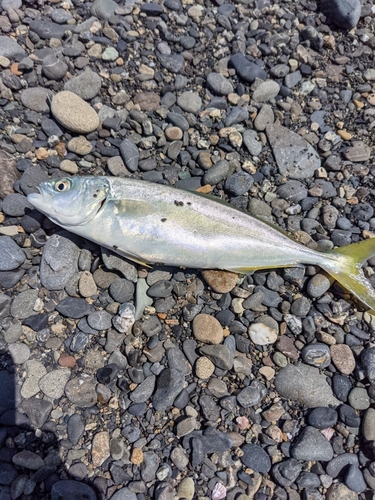 ワカナゴの釣果