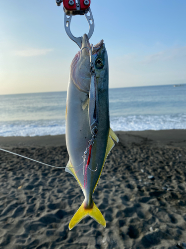 ワカシの釣果