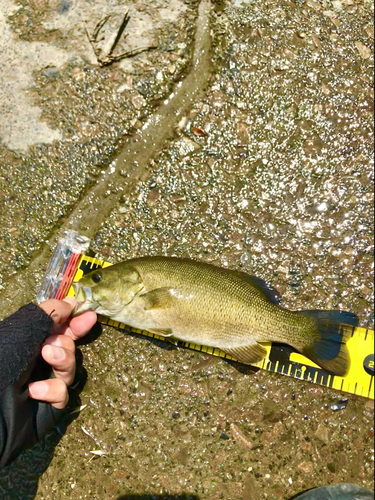 スモールマウスバスの釣果