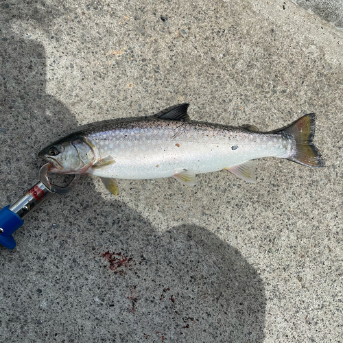 アメマスの釣果