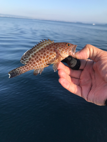 オオモンハタの釣果