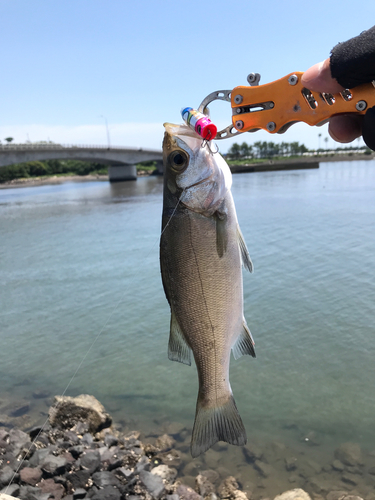 セイゴ（マルスズキ）の釣果