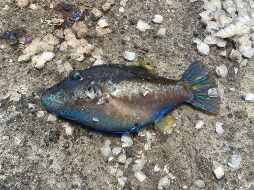 キタマクラの釣果