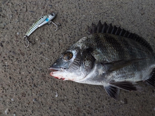 チヌの釣果