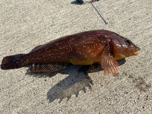 アイナメの釣果