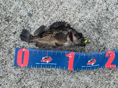 クロソイの釣果