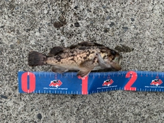 ムラソイの釣果