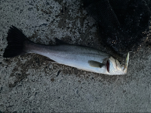 フッコ（マルスズキ）の釣果