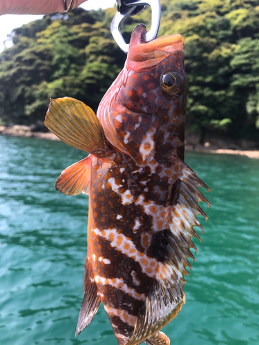 キジハタの釣果