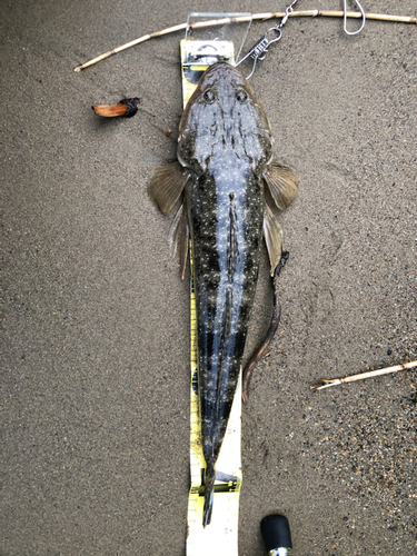 マゴチの釣果