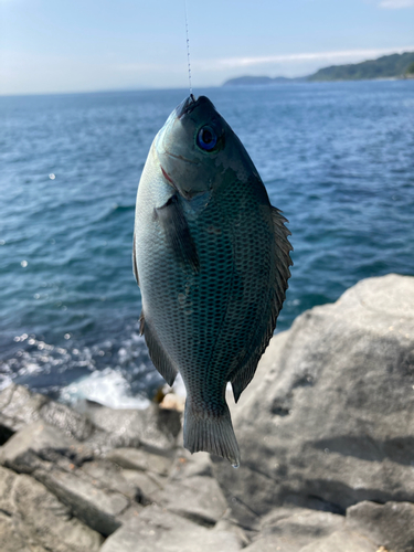 メジナの釣果