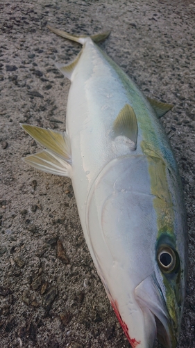 ブリの釣果