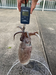 モンゴウイカの釣果