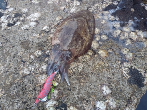 モンゴイカの釣果