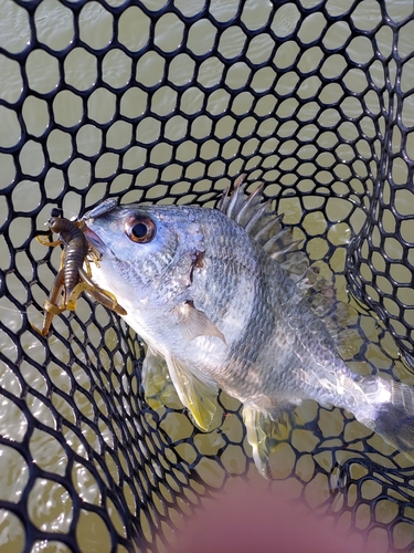 キビレの釣果