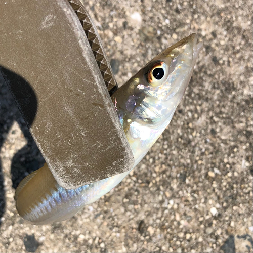 キスの釣果