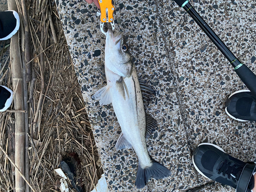 スズキの釣果