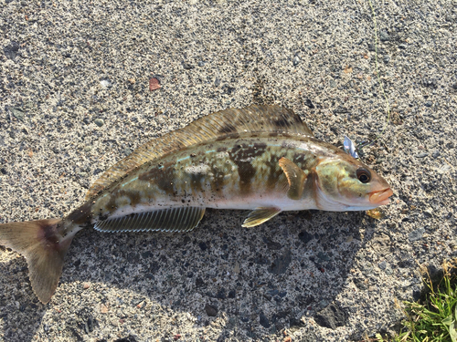 ホッケの釣果