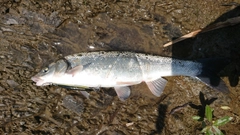 ウグイの釣果