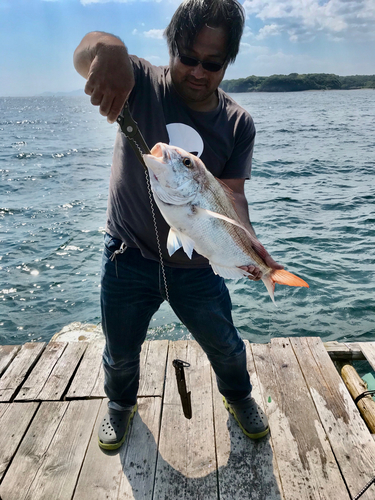 マダイの釣果