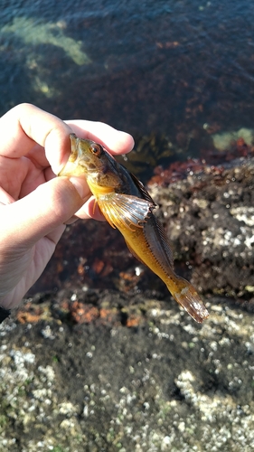 アナハゼの釣果