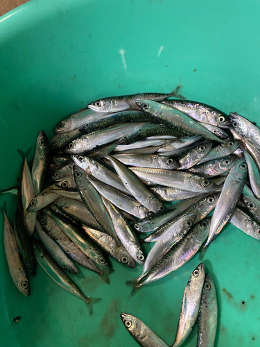 サバの釣果