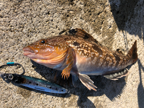 アイナメの釣果