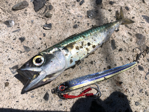 サバの釣果