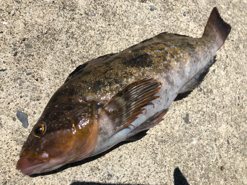 アイナメの釣果