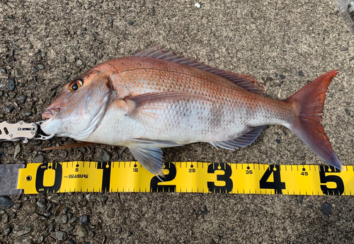 マダイの釣果