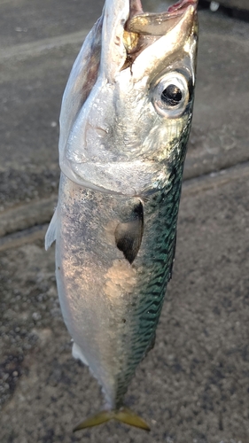 サバの釣果