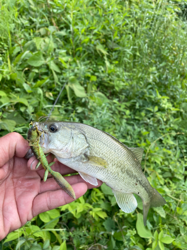 ブラックバスの釣果