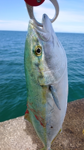 イナダの釣果