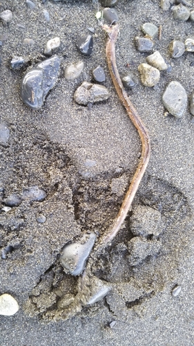 ダイナンウミヘビの釣果