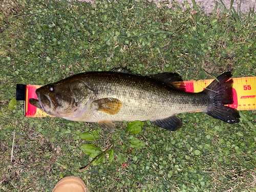 ブラックバスの釣果