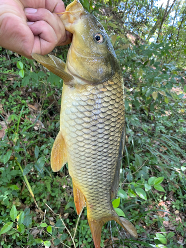 コイの釣果