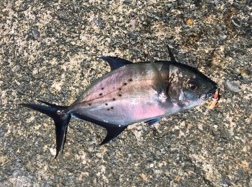 ナンヨウカイワリの釣果