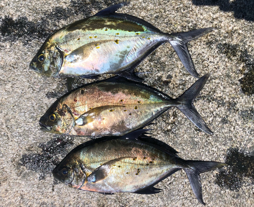 ナンヨウカイワリの釣果