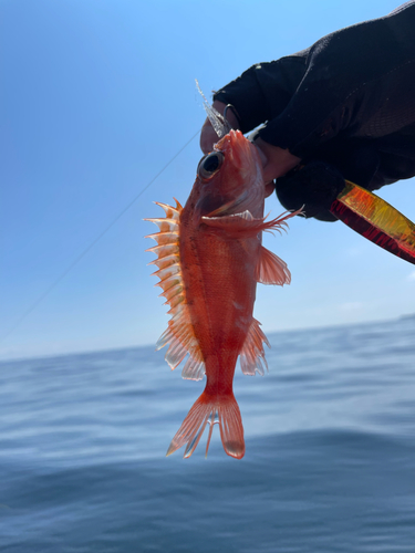 アカハタの釣果