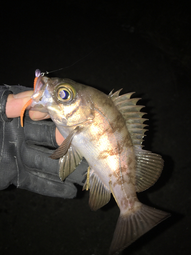 メバルの釣果