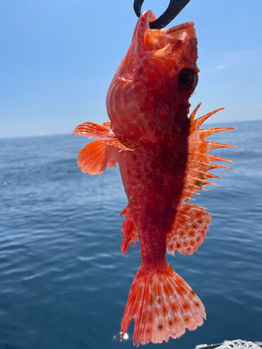 オニカサゴの釣果