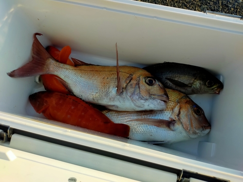 マダイの釣果