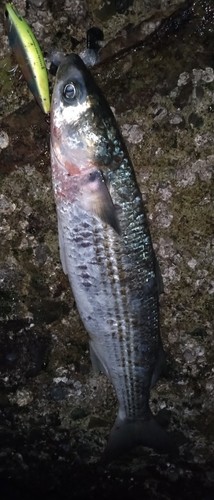 ボラの釣果