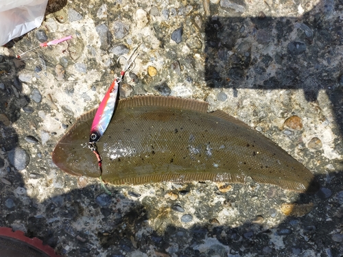 シタビラメの釣果