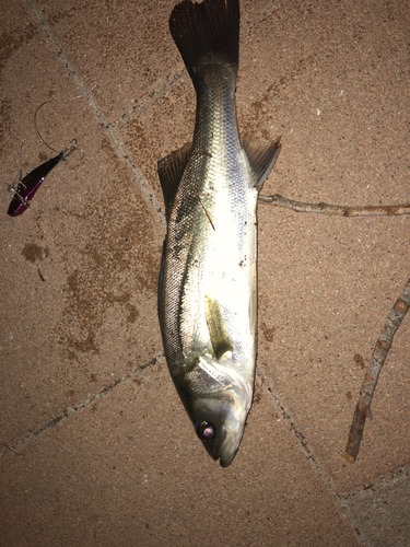 シーバスの釣果