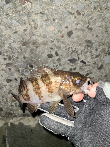 シロメバルの釣果