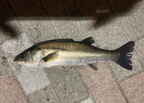 フッコ（マルスズキ）の釣果