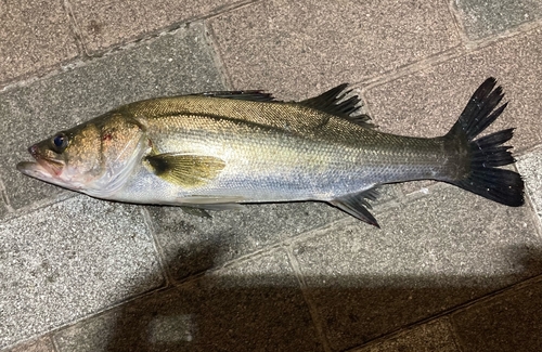 フッコ（マルスズキ）の釣果